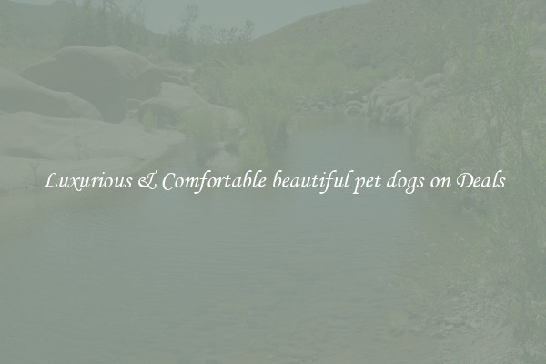 Luxurious & Comfortable beautiful pet dogs on Deals